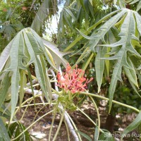 Jatropha multifida L.